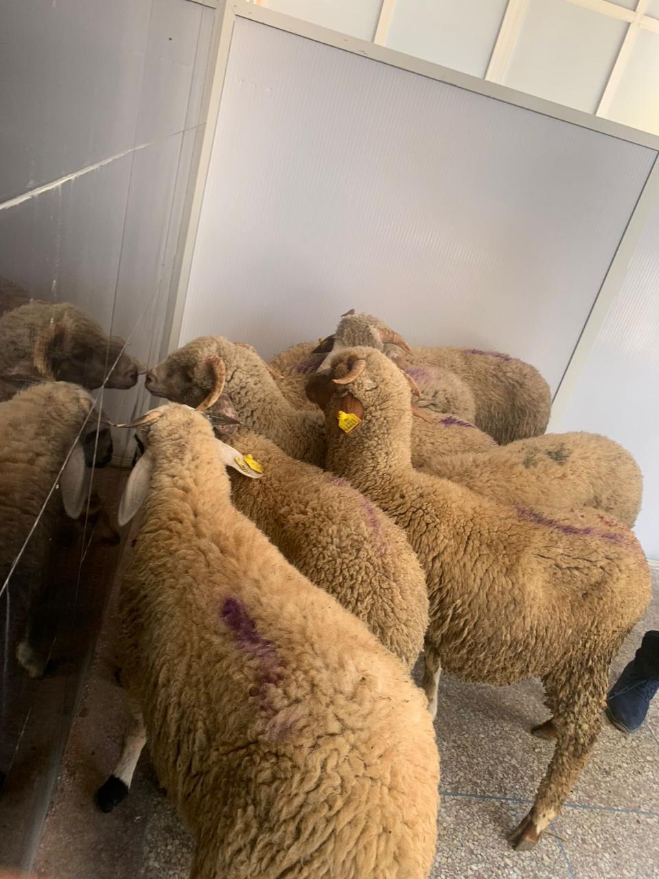 Adhiya pour l'Aïd Al-Adha